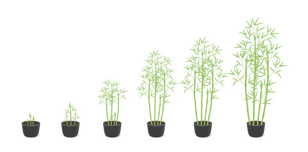 竹丛盆栽生长阶段。丛生竹成熟期进展。竹树的生命周期动画植物阶段。在家里的锅里。图片下载