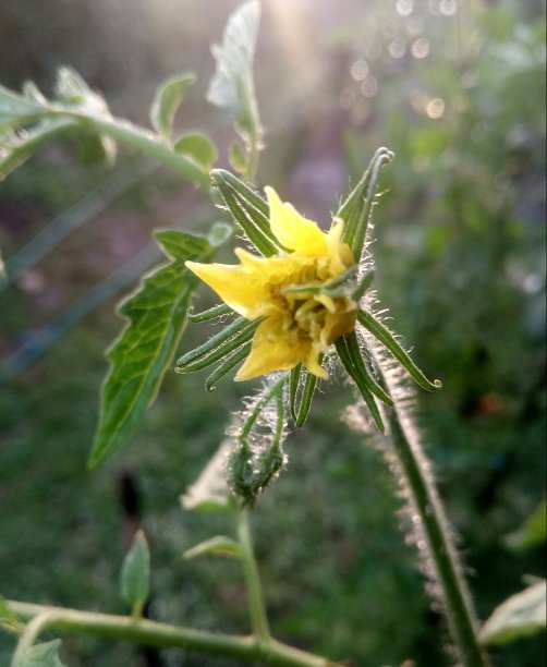 番茄花图片下载