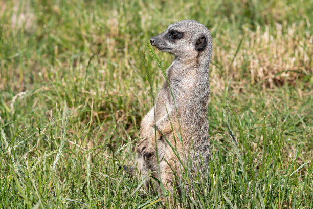 坐在草地上站岗的猫鼬图片下载