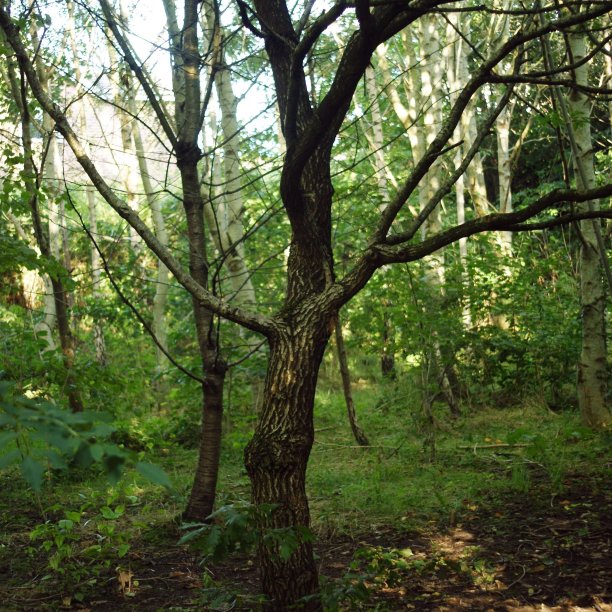 跳舞的树手臂在空中图片下载