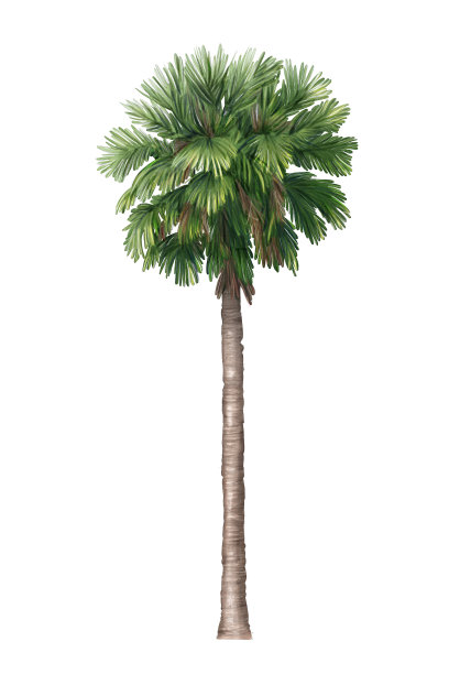 萨巴尔棕榈图片下载