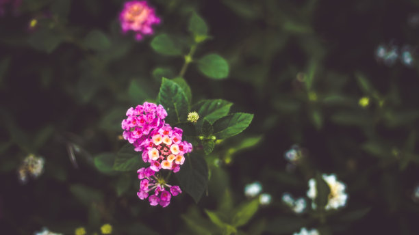 粉红色小花，热带叶，抽象的绿叶纹理，自然背景图片下载