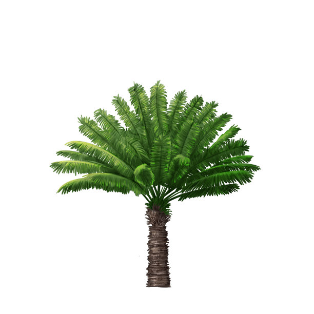 西米棕榈图片下载