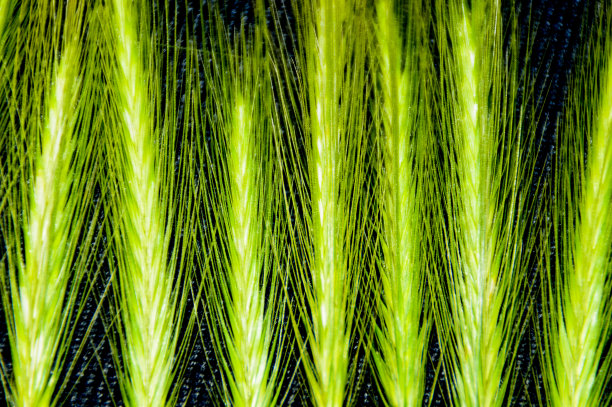 小麦植株图片下载