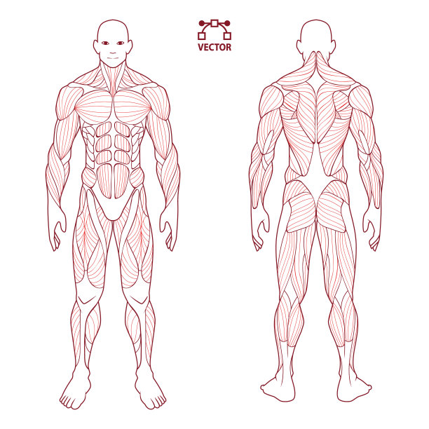 人体解剖男性男性，前后肌肉系统的肌肉。培训保健体育馆的平面医疗计划海报，矢量插图图片下载