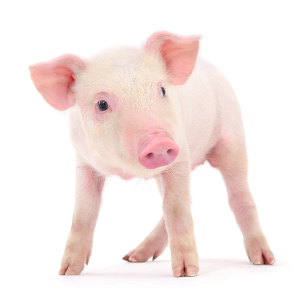猪在白图片下载