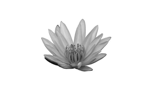 荷花或荷花白色和黑色孤立在白色背景上图片下载