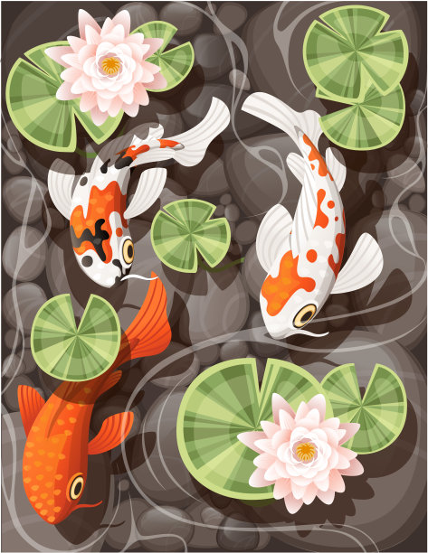 锦鲤在池塘游泳与百合荷花绿叶透明的水和石底平面矢量插图图片下载