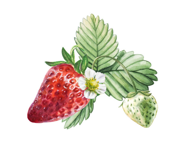 水彩红色多汁草莓叶和花。夏天甜甜的水果和浆果。图片下载