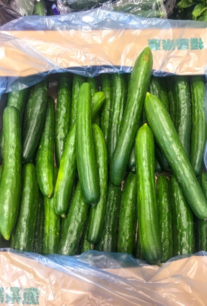 横滨市福岛县的新鲜黄瓜图片下载