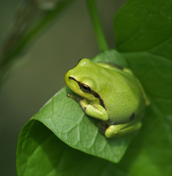 树蛙图片下载