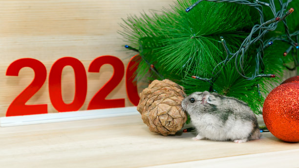 家鼠在新年树附近。图片下载