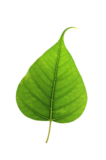 叶子孤立在白色背景上图片下载