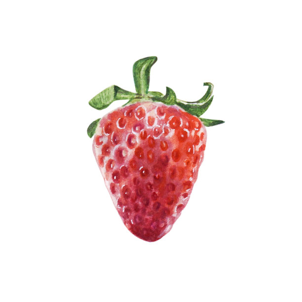水彩红多汁草莓。夏天甜甜的水果和浆果。图片下载