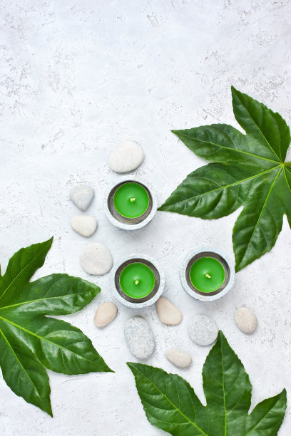 热带绿色棕榈叶图片下载