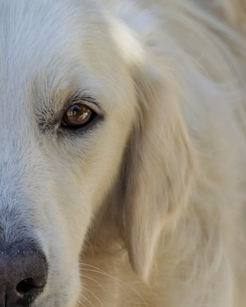 狗金毛寻回-股票照片图片下载