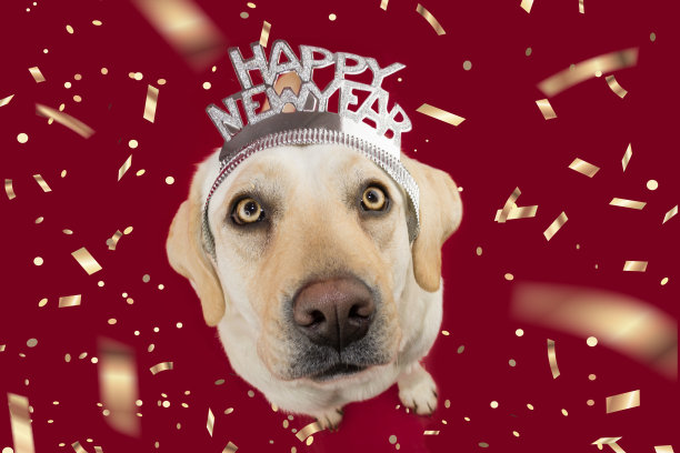 狗庆祝新年与一个冠冕标志文字。高角度的观点。孤立在红色背景与五彩纸屑飘落图片下载