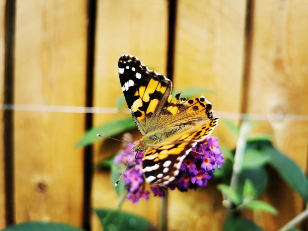 红色的海军上将图片下载