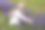 在草地上拥抱薰衣草花的女人。图片下载
