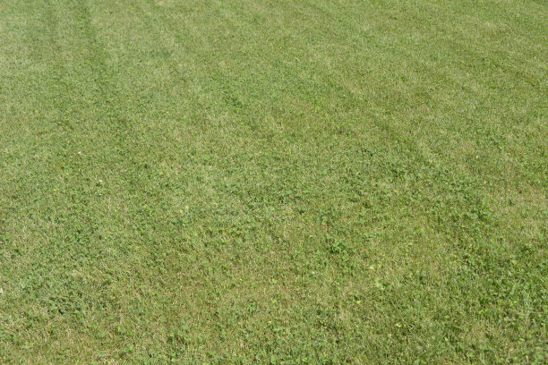 清新、绿色的草坪作为背景图片下载