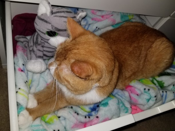 可爱舒适的猫睡在打开的抽屉彩色毯子上图片下载