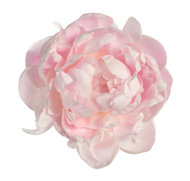 粉色的牡丹图片下载