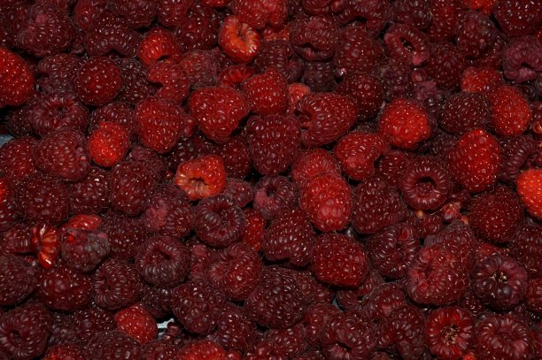 很多自制的成熟红覆盆子图片下载