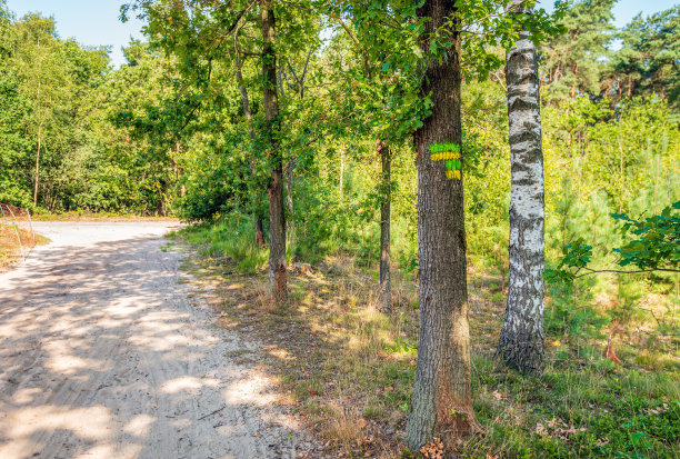 由森林管理员标记的彩色树图片下载