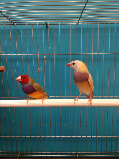 金丝雀是最漂亮的图片下载