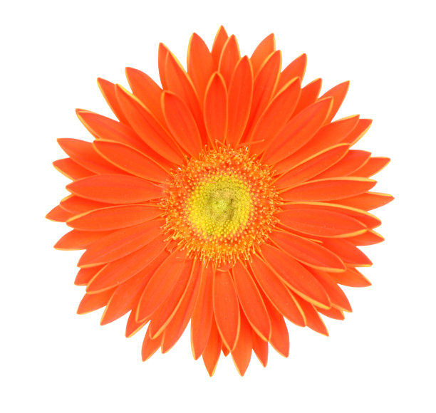 橙色嘉宝图片下载