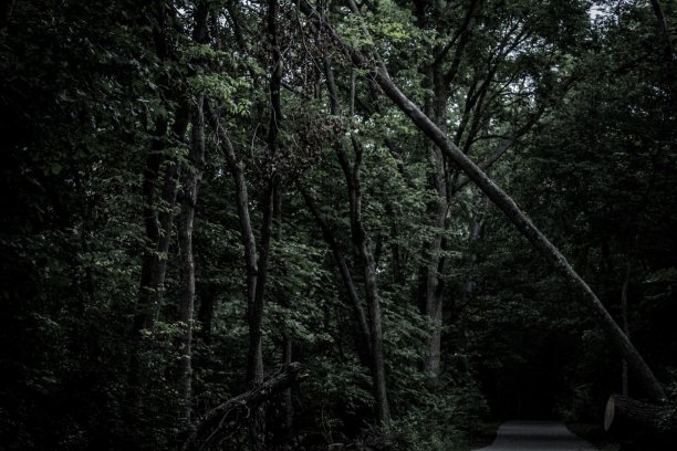 森林公园图片下载