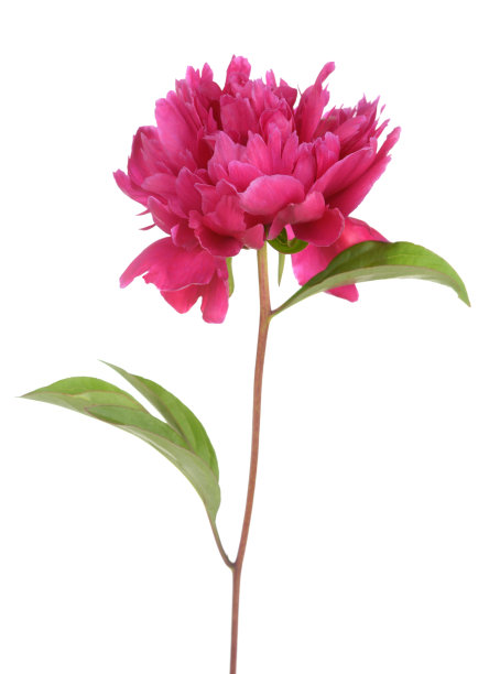 粉色的牡丹图片下载