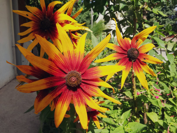 到处都是鲜花图片下载