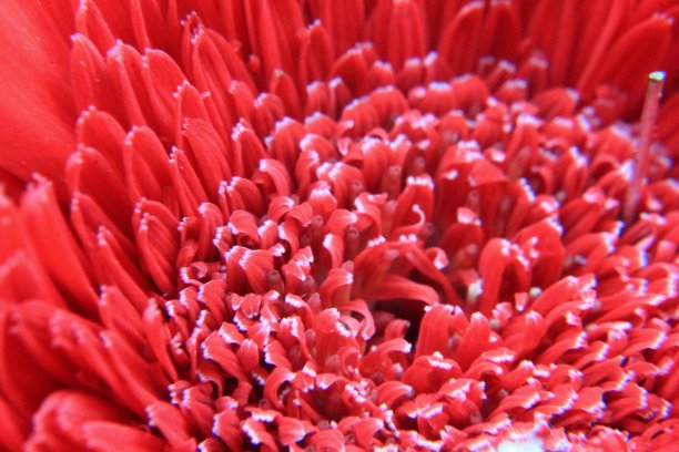 非洲菊雏菊。图片下载