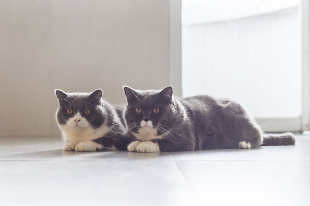 两只英国短毛猫跪在一起图片下载