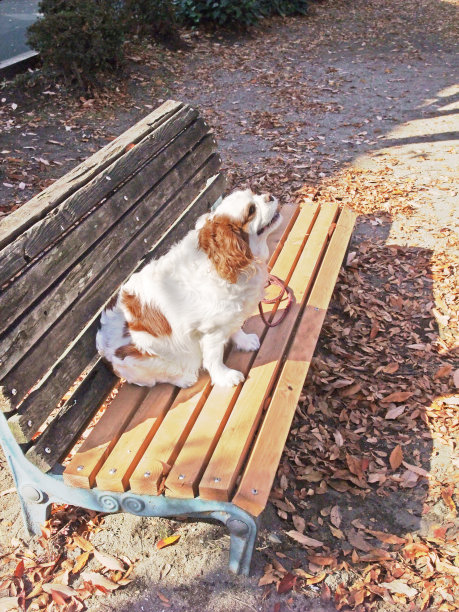 坐着的狗图片下载