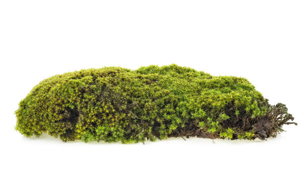 绿色的森林苔藓孤立在白色的背景，特写。图片下载
