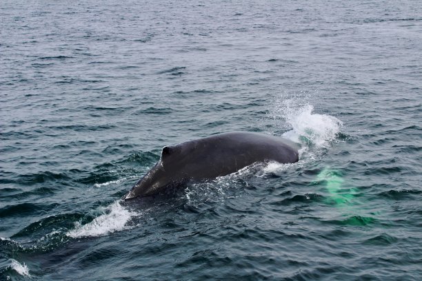 鲸鱼图片下载