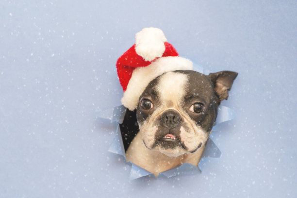 这只波士顿梗犬的头透过圣诞老人帽子上的一个蓝纸洞往外看。极简主义。新年的概念。图片下载