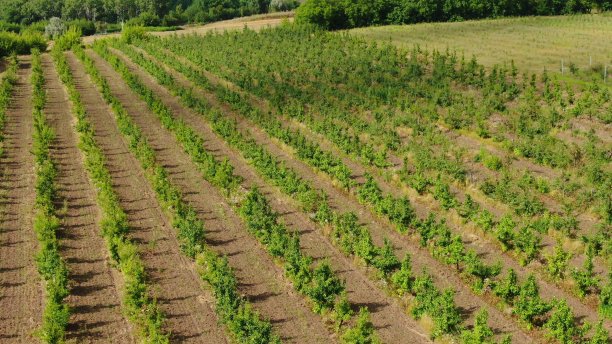 年轻的果树花园。鸟瞰图。图片下载