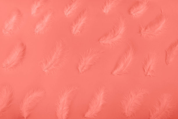 珊瑚镶嵌在霓虹蓝色的背景上。副本的空间。图片下载