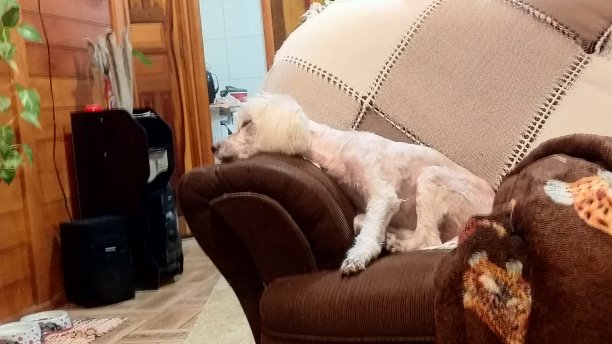 沙发上的狗图片下载