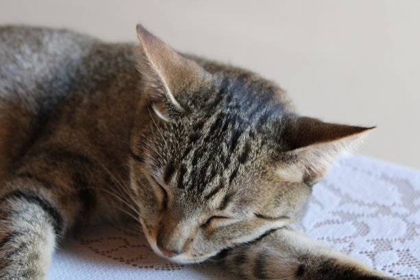 母猫睡觉。图片下载