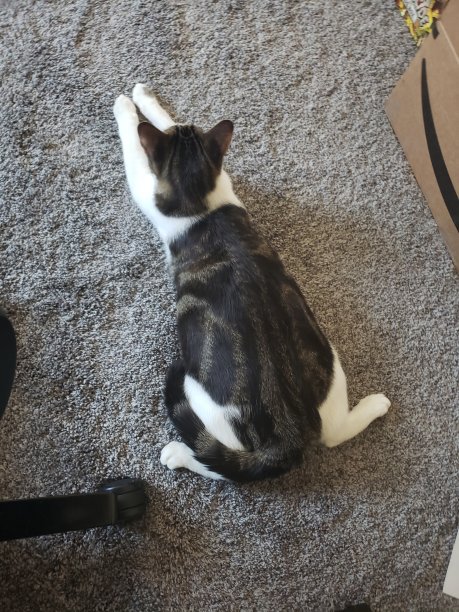 猫张开图片下载