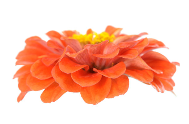 Zinnia花图片下载