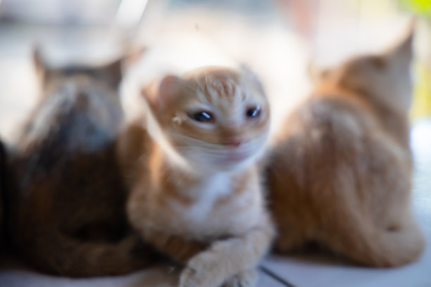 模糊图片的短毛白橙色小猫。图片下载