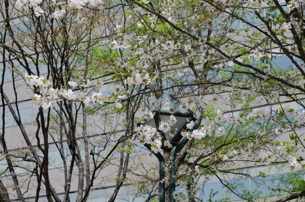 樱桃树和路灯图片下载