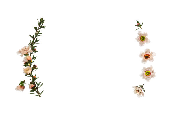 新西兰麦卢卡树的花孤立在白色的背景与中间的复制空间图片下载