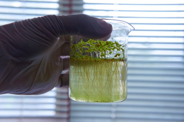 浮萍作为水污染的生物指标-环境科学概念图片下载