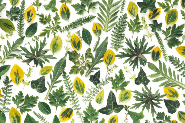 白色背景上的绿色草甸植物图片下载